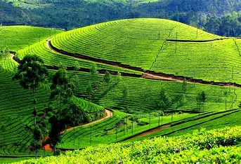 Munnar Local Sightseeing 2 Day — Kerala tour package