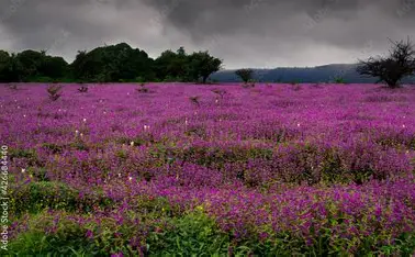 Pune To Kaas Pathar One Day Trip — Maharashtra tour package