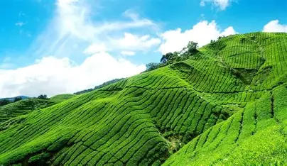 Munnar Local Sightseeing One Day — Kerala tour package